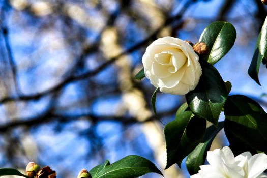 Beautiful white camellia Japonica flowers in a garden in Guimaraes, Oporto