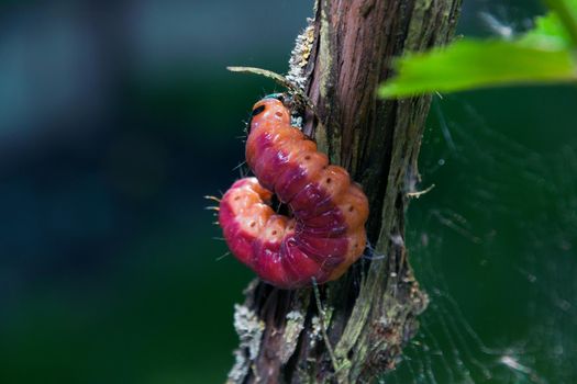 The huge, bright caterpillar creeps on a tree