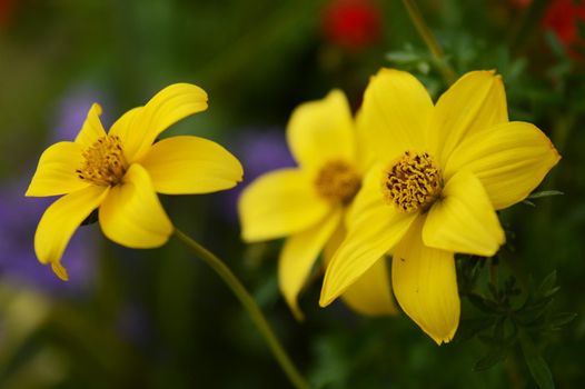 A closeup of some yellow flowers in a mix of greenery.