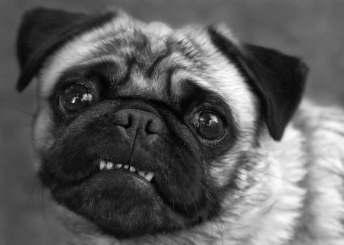 A black and white image of a smiling pug dog looking at the viewer.