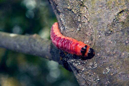The huge, bright caterpillar creeps on a tree