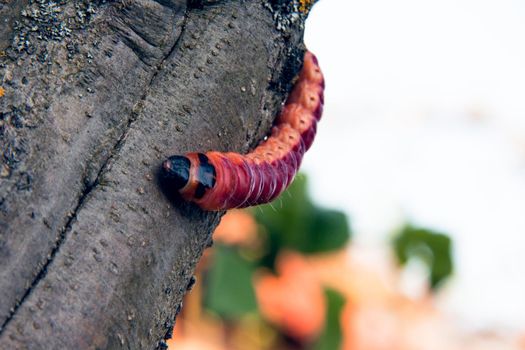 The huge, bright caterpillar creeps on a tree