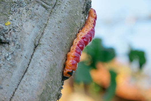 The huge, bright caterpillar creeps on a tree