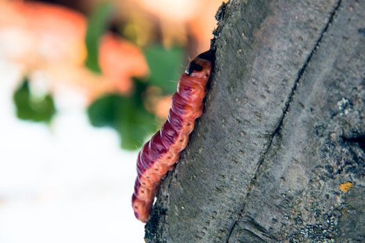 The huge, bright caterpillar creeps on a tree