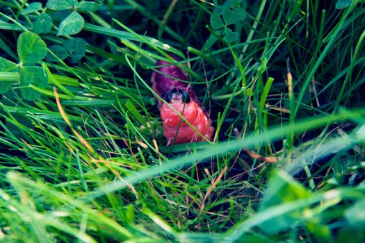 The bright colourful caterpillar creeps on a green