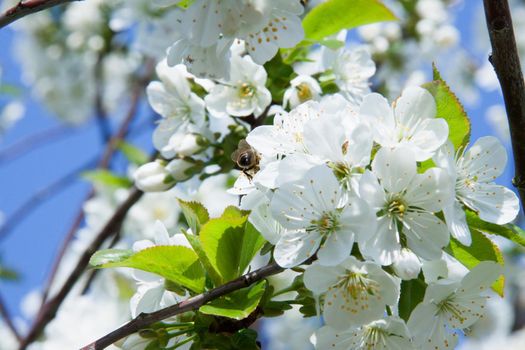 tree branch of Apple blossoms white flowers, a bee sitting on a flower