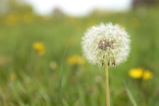 A dandelion flower that has gone to seed over a grassy field of flowers in the summertime.