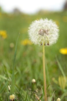 A dandelion flower that has gone to seed over a grassy field of flowers in the summertime.
