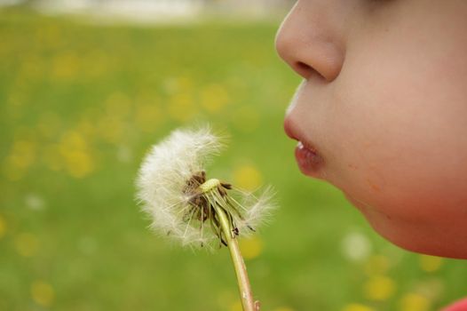 A young Caucasian boy blows a dandelion flower that has gone to seed in order to make a wish.