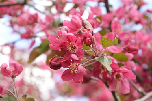 A closeup view of springtime cherry tree blossoms during the daytime sunlight.