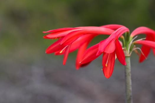 Bright red fire lily (Cyrtanthus ventricosus) flower bells on plant stalk close-up, Mossel Bay, South Africa