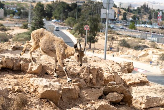 Capra ibex nubiana, Nubian Ibexes family near Mitzpe Ramon. Animal walking freely in urban city place. High quality photo