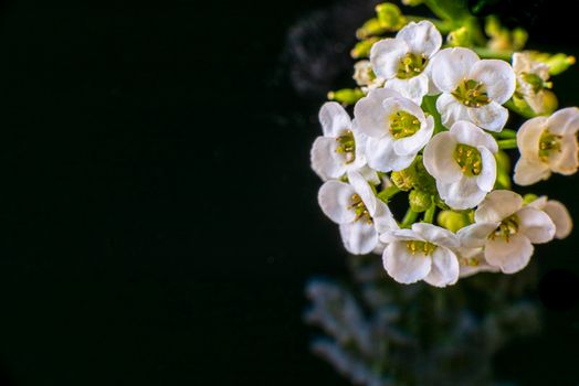 Close Up of Sweet alyssum white flowers on a black mirror. Dark reflection with copy space. Isolated on Black background. High quality photo