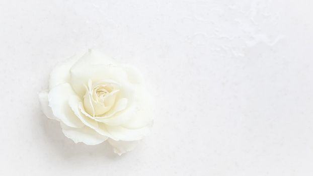 Beautiful white rose on white background. Ideal for greeting cards for wedding, birthday, Valentine's Day, Mother's Day