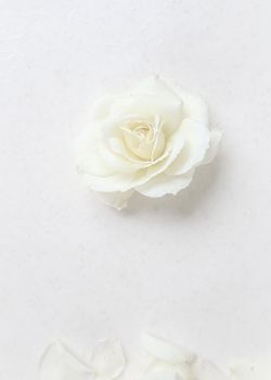 Beautiful white rose and petals on white background. Ideal for greeting cards for wedding, birthday, Valentine's Day, Mother's Day