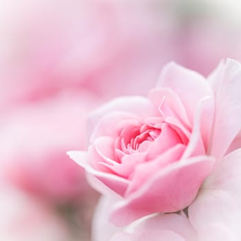 Botanical concept, wedding invitation card - Soft focus, abstract floral background, pink rose flower. Macro flowers backdrop for holiday brand design