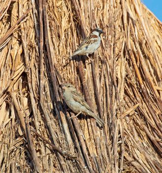 Pair of house sparrows passer domesticus stood perched on top of straw thatched roof