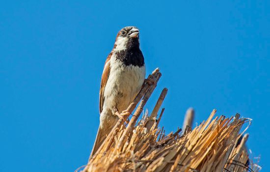 House sparrow passer domesticus stood perched on top of straw thatched roof against blue sky background