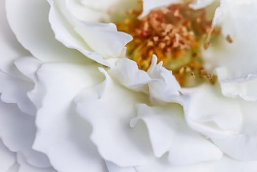 Abstract floral background, white rose flower petals. Macro flowers backdrop for holiday design. Soft focus.