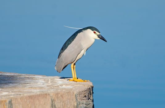 Black-crowned night heron nycticorax nycticorax stood on edge of stone wall next to river