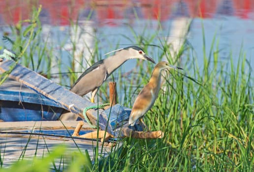 Black-crowned night heron nycticorax nycticorax and squacco heron ardeola ralloides stood on edge of wooden boat in reeds next to river