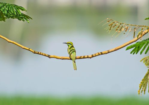 Little Green Bee-eater bird merops orientalis perched on a branch in tree next to river