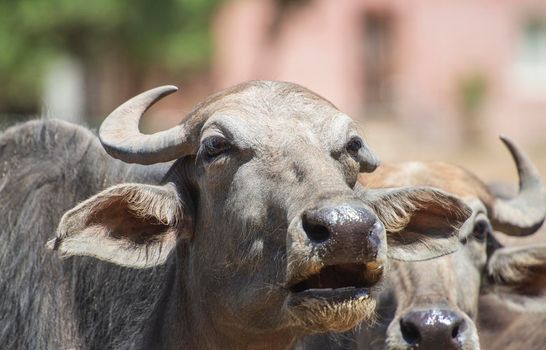 Closeup of domesticated water buffalo bubalus bubalis cattle livestock head