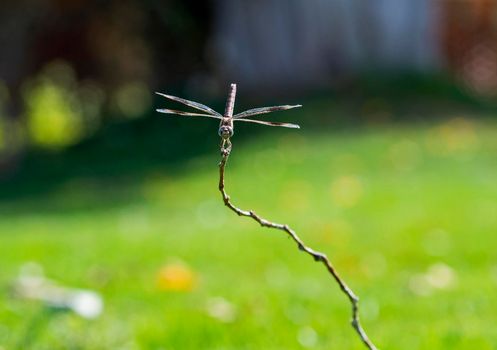 Closeup macro detail of wandering glider dragonfly Pantala flavescens on wooden twig branch above grass in garden