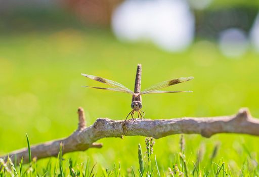 Closeup macro detail of wandering glider dragonfly Pantala flavescens on wooden twig branch above grass in garden