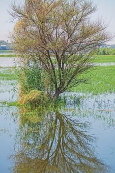 Tree during summer in rural flooded grassy field meadow countryside landscape setting with reflection in water