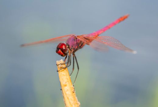 Closeup macro detail of red meadowhawk dragonfly Sympetrum illotum on plant stalk in field meadow