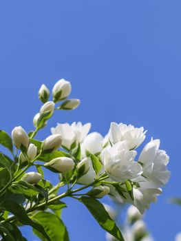 White terry jasmine flowers in the garden against blue sky. Floral background