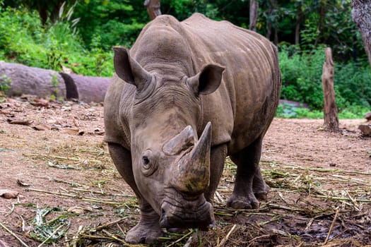 Rhinoceros is a large mammals, Endangered animal