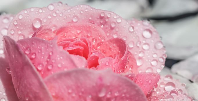 Pink rose flowers and white petals with drops and blur light background. Aromatherapy and spa concept