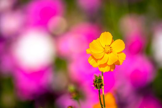 Cosmos flowers with soft natural background fresh and beautiful.