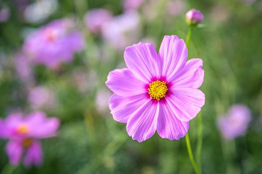 Cosmos flowers with soft natural background fresh and beautiful.