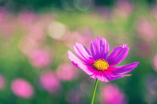 Cosmos flowers with soft natural background fresh and beautiful.