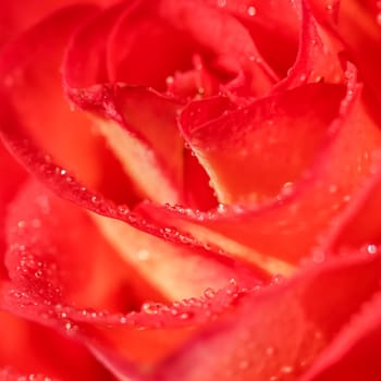 Botanical concept, invitation card - Soft focus, abstract floral background, red rose flower with water drops. Macro flowers backdrop for holiday design
