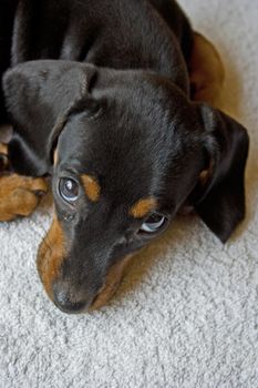 Dachshund puppy just being cute