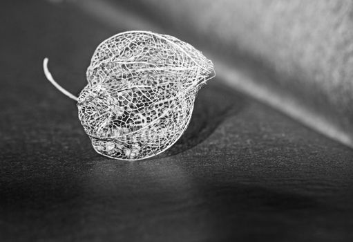 Monochrome image of the dried skeleton of the husk of the Cape Gooseberry (Physalis peruviana) with seeds inside,