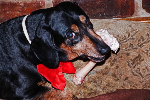 An old Dachshund wearing a red bowtie enjoying a celebratory bone.