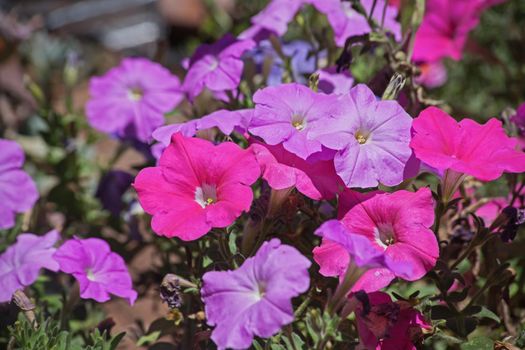 Plants with several pink and purple Petunia flowers