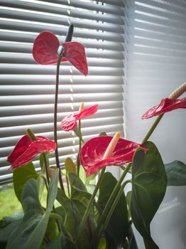 On the windowsill in a flower pot grows a beautiful indoor anthurium flower with bright red flowers. Front view, copy space