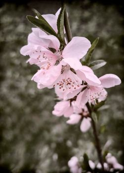 Spring peach blossom: the branches are covered with a large number of delicate pink flowers.