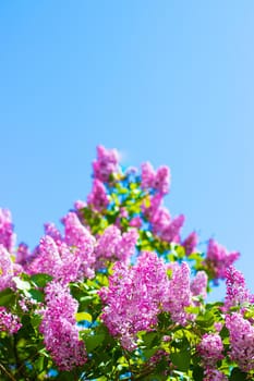 Lilac branches on a background of blue sky. Flowering bush. Blue sky. pink lilac. Summer. Copy spase.