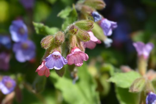 Common lungwort - Latin name - Pulmonaria officinalis