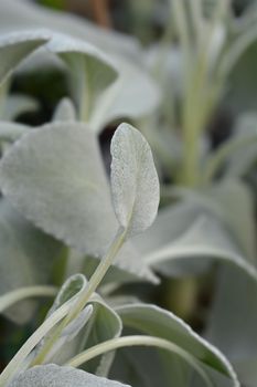 Shining-white ragwort Angel Wings leaves - Latin name - Senecio candidans Angel Wings