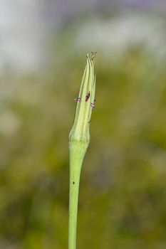 Common salsify closed flower - Latin name - Tragopogon porrifolius