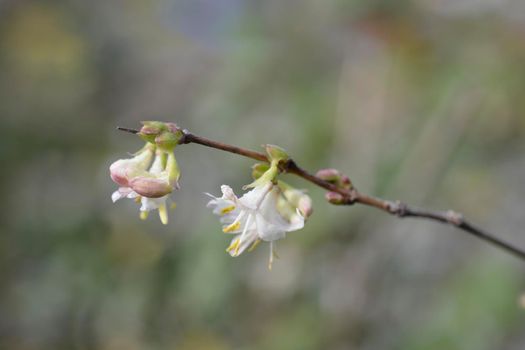 Winter flowering honeysuckle flowers - Latin name - Lonicera fragrantissima