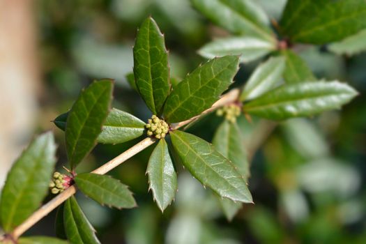 Wintergreen barberry branch - Latin name - Berberis julianae